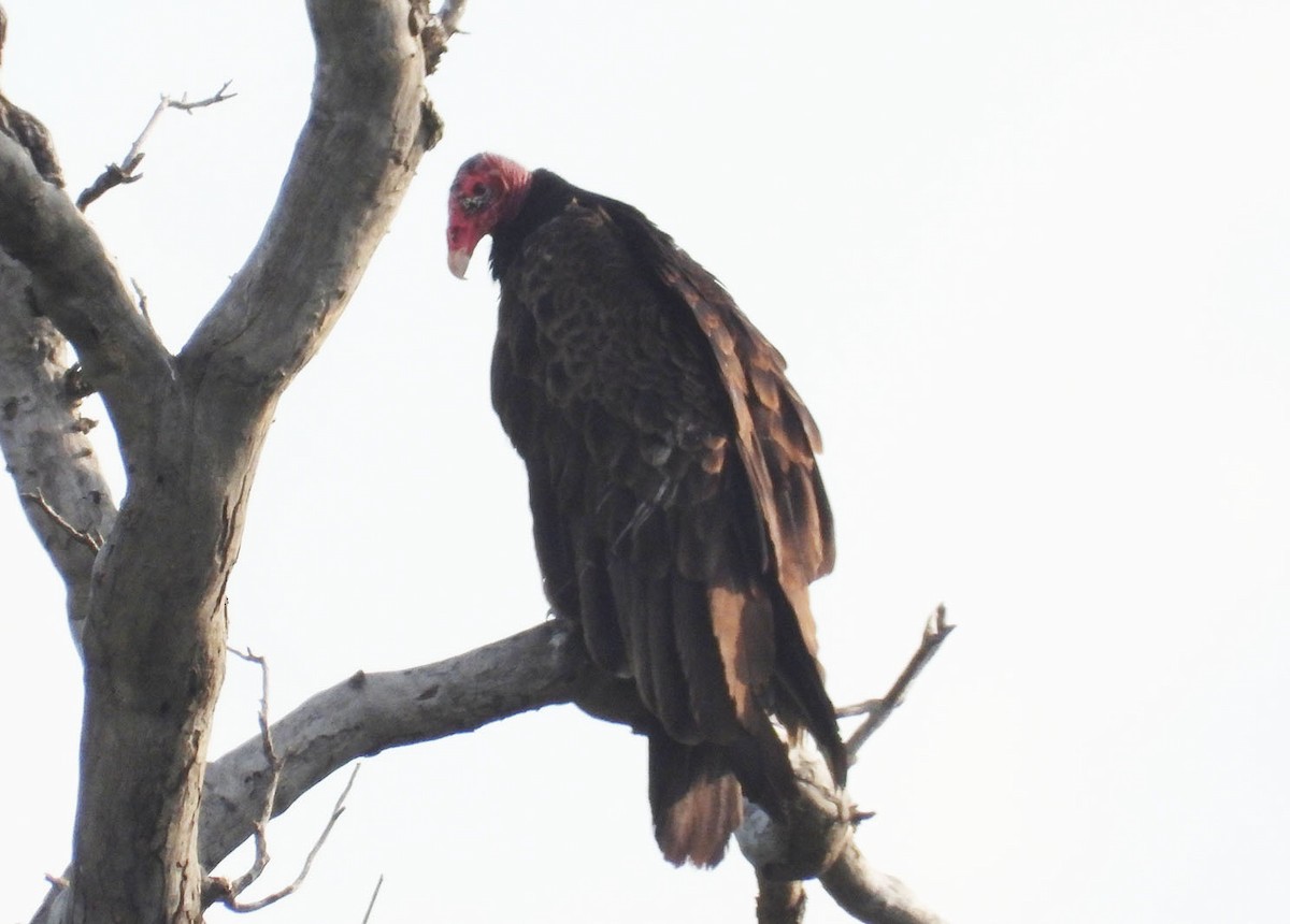 Turkey Vulture - ML638956123