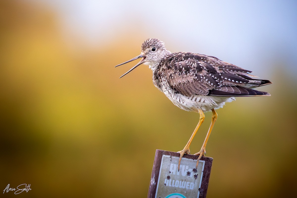 Greater Yellowlegs - ML638956131