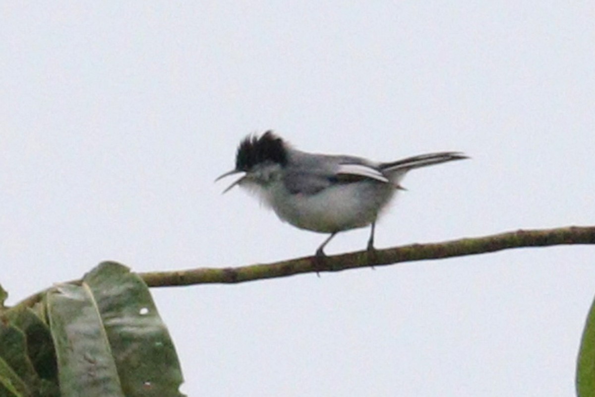 Tropical Gnatcatcher - ML638956135
