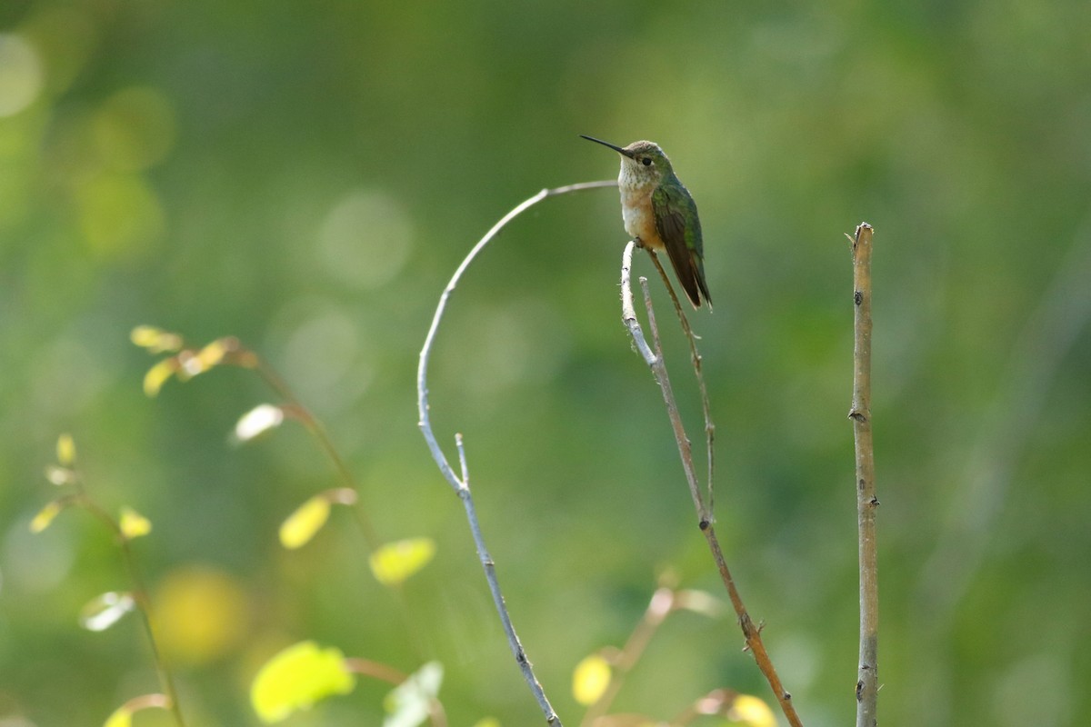 Broad-tailed Hummingbird - ML638956136