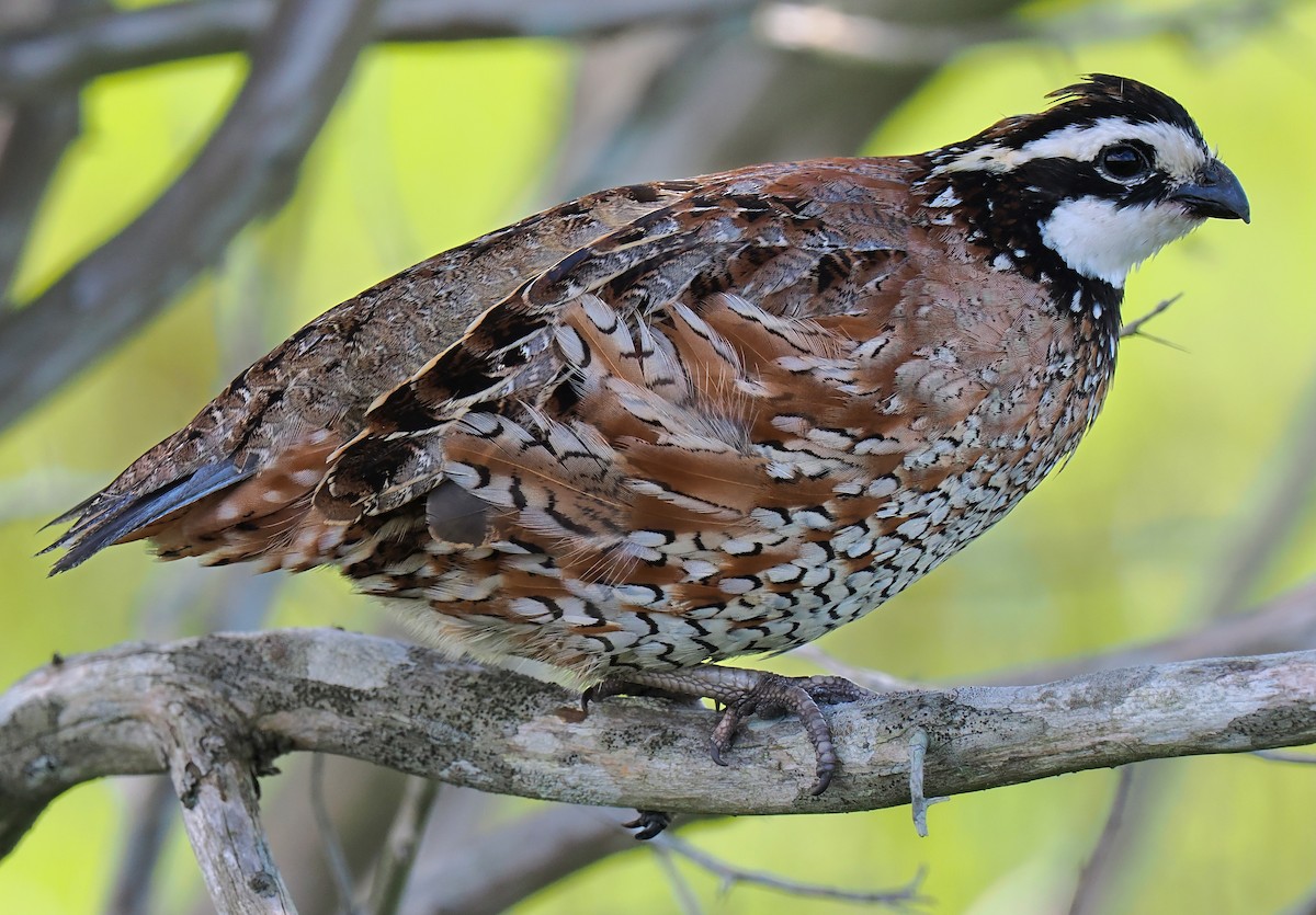 Northern Bobwhite - ML638956160