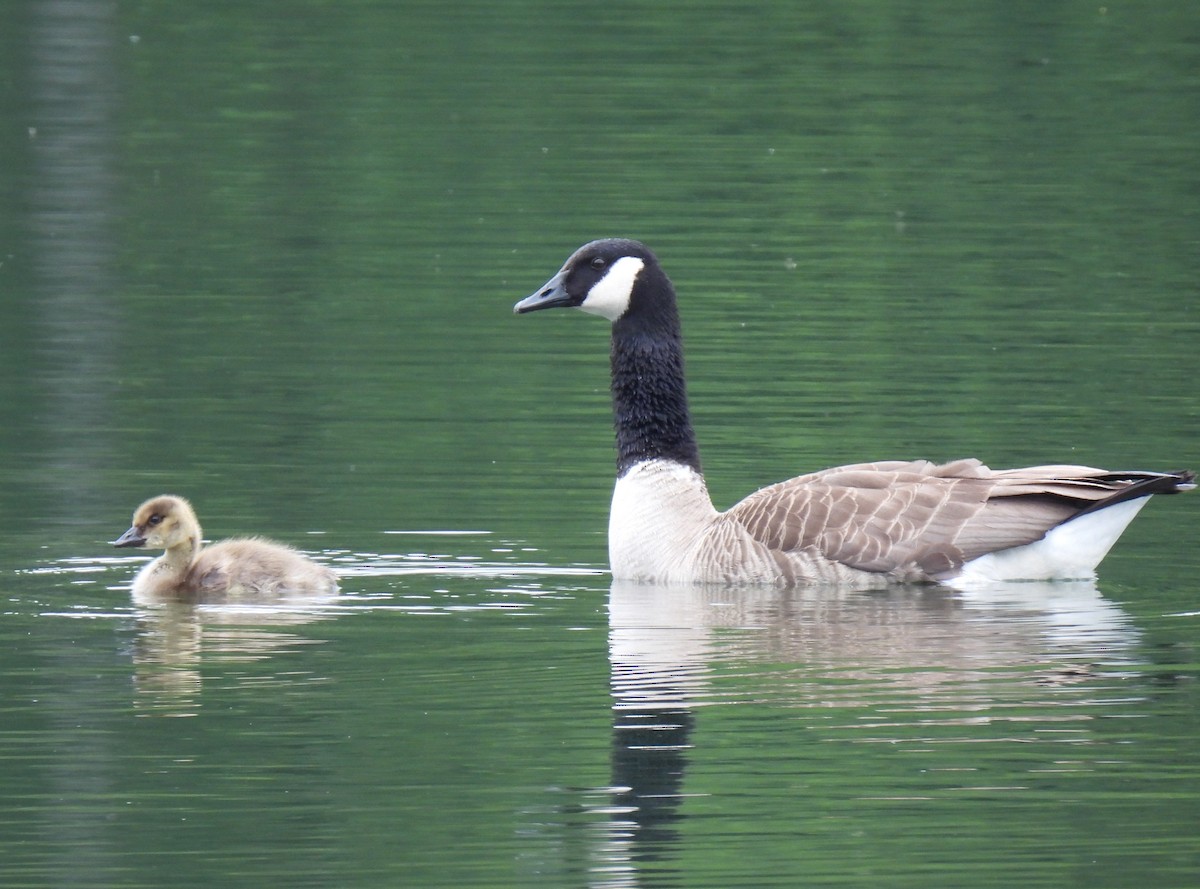 Canada Goose - ML638956161