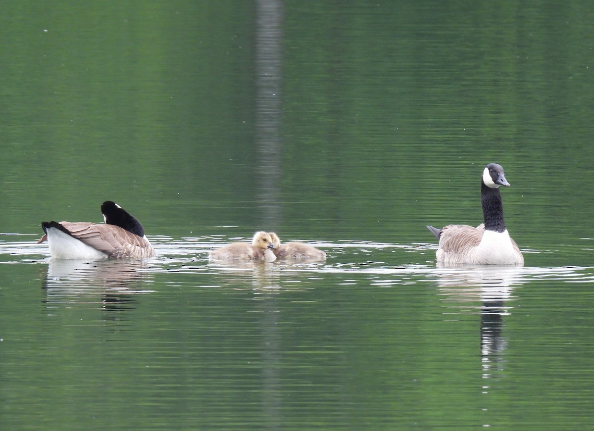 Canada Goose - ML638956162