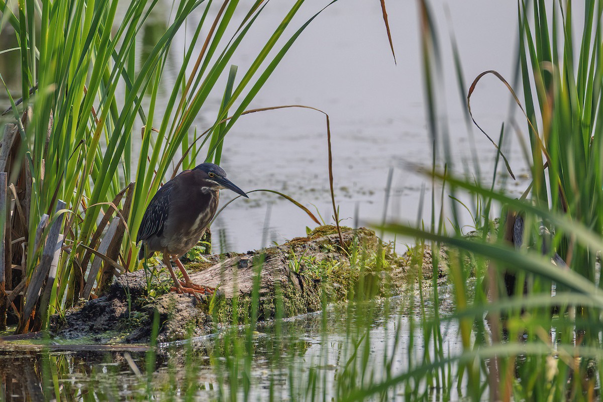 Green Heron - ML638956165