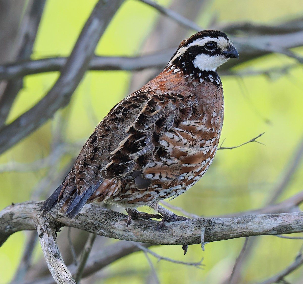 Northern Bobwhite - ML638956167
