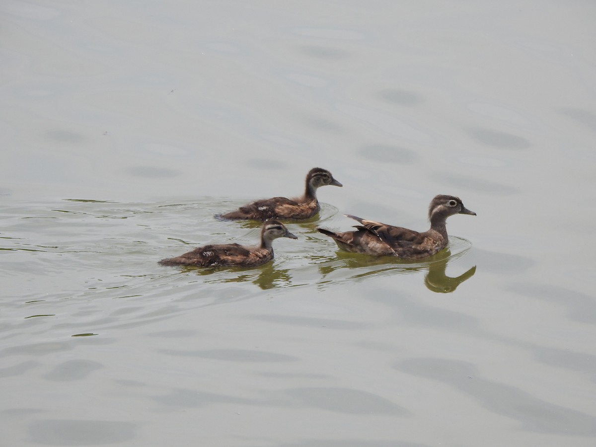 Wood Duck - ML638956168