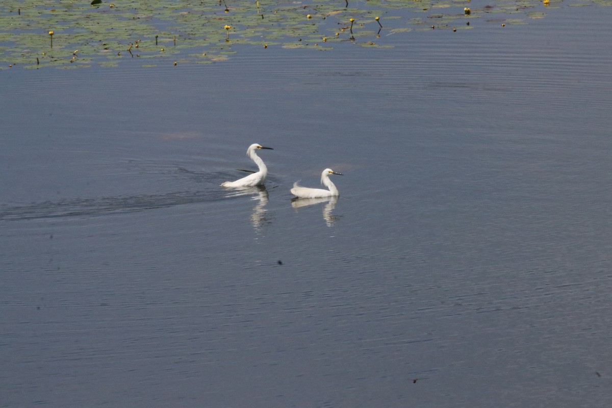 Snowy Egret - ML638956169