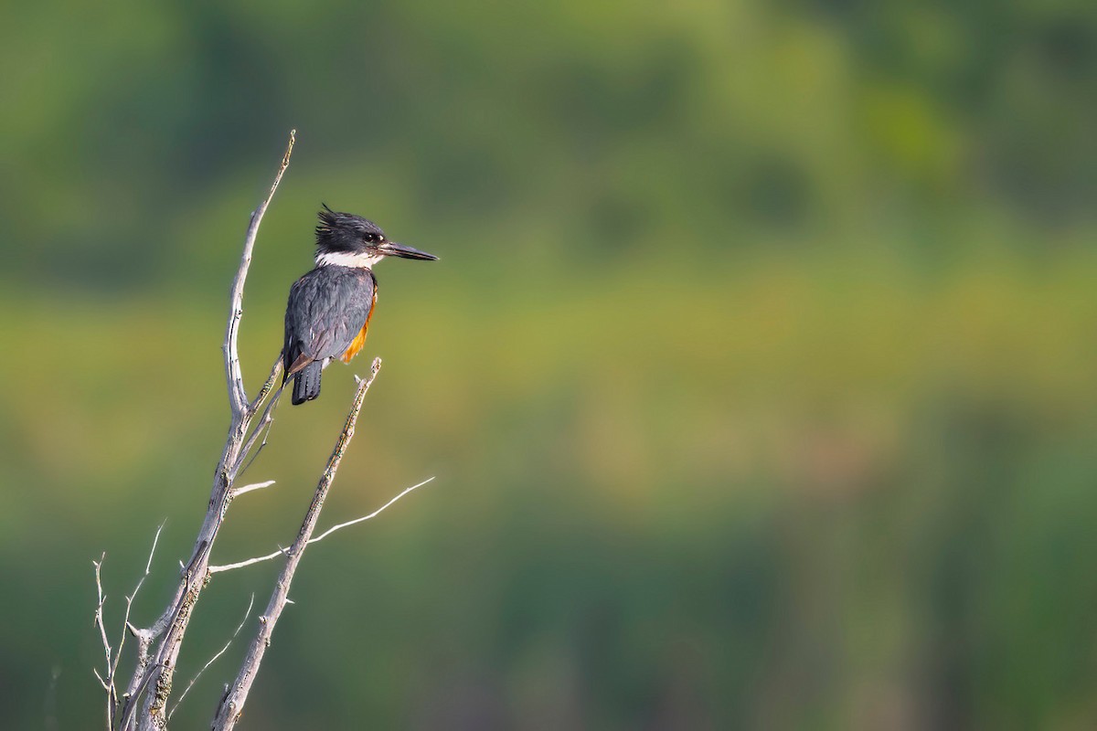 Belted Kingfisher - ML638956170