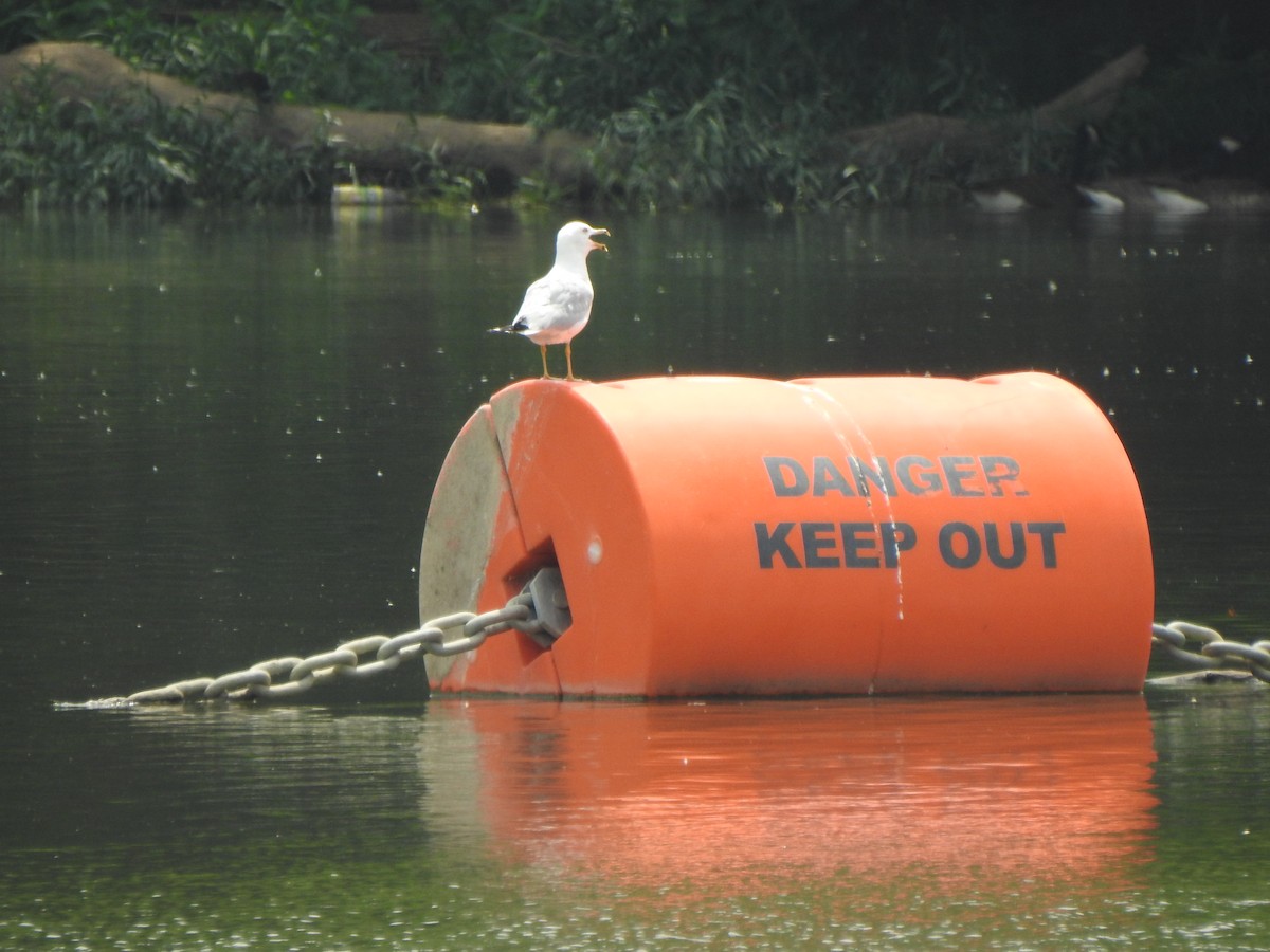 Ring-billed Gull - ML638956172