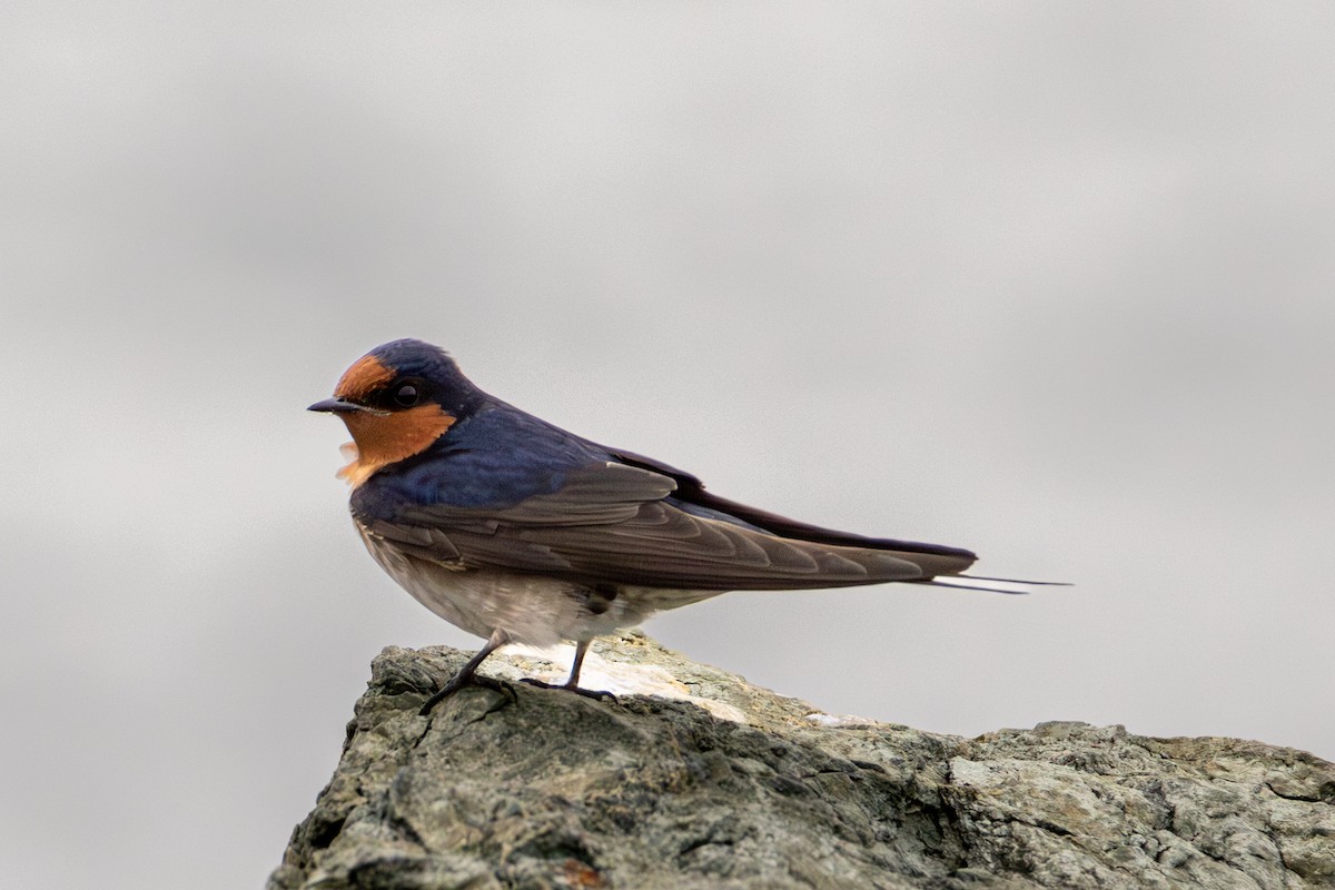 Welcome Swallow - ML638956176