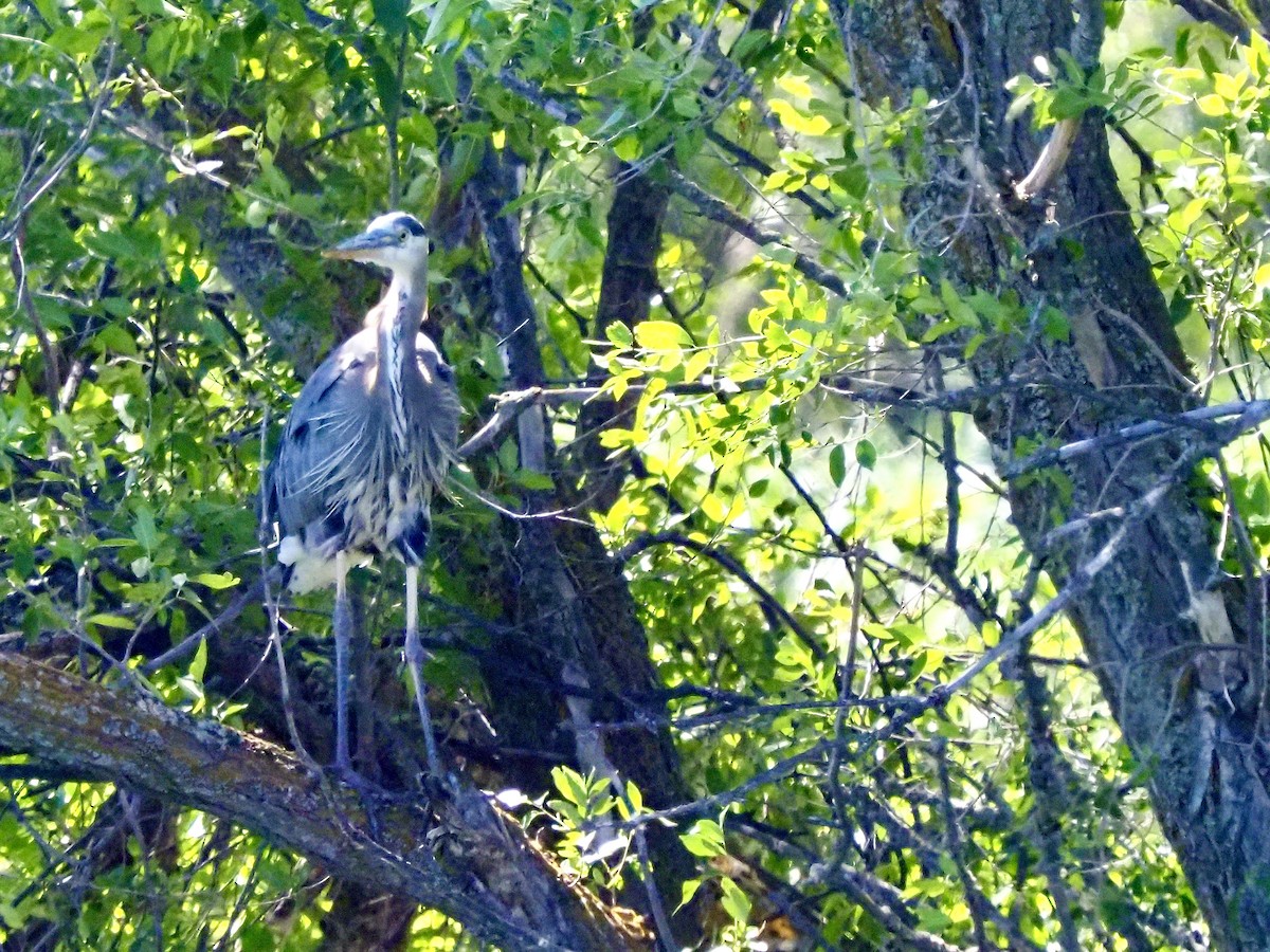 Great Blue Heron - ML638956177