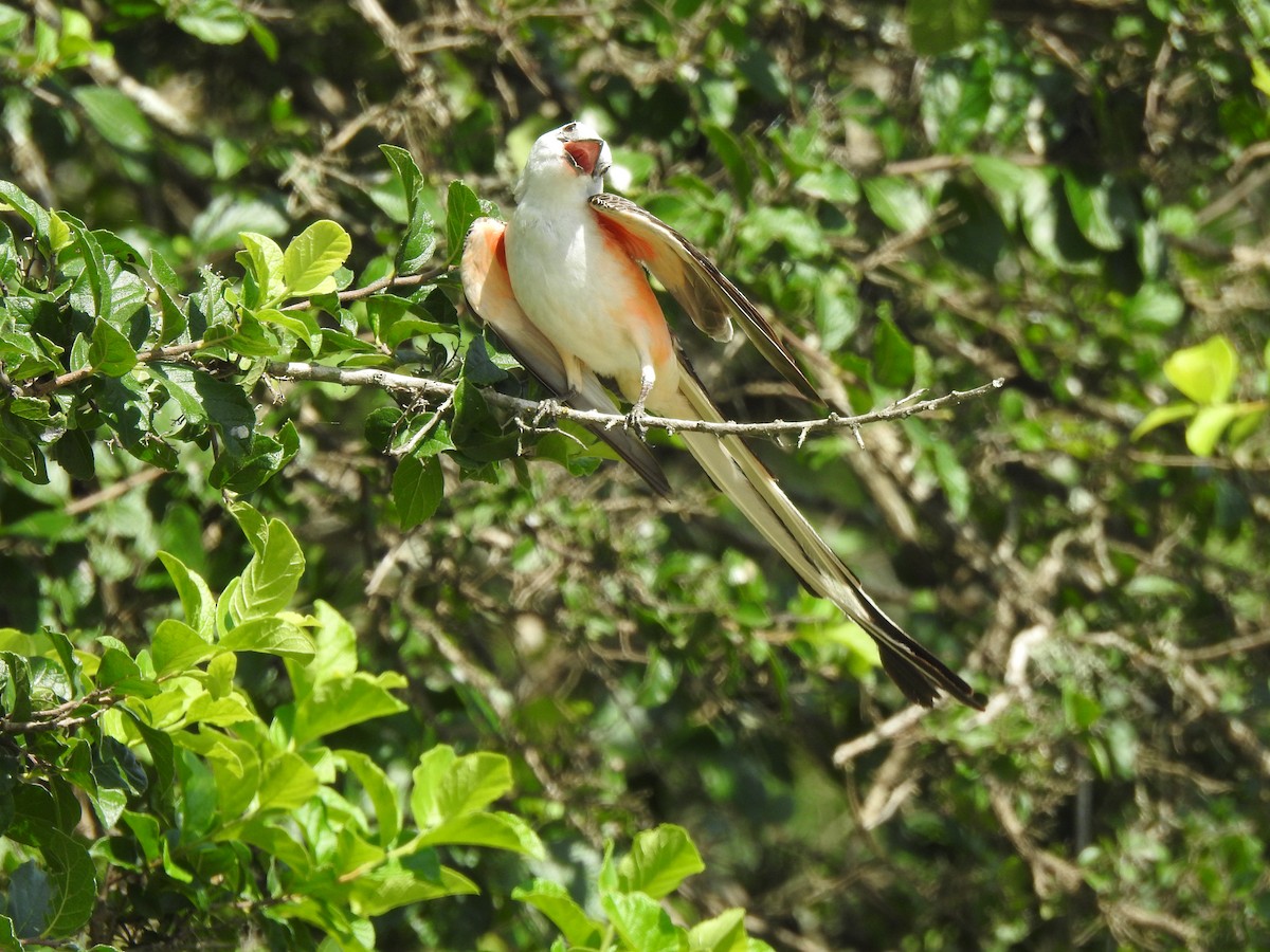 Scissor-tailed Flycatcher - ML638956178