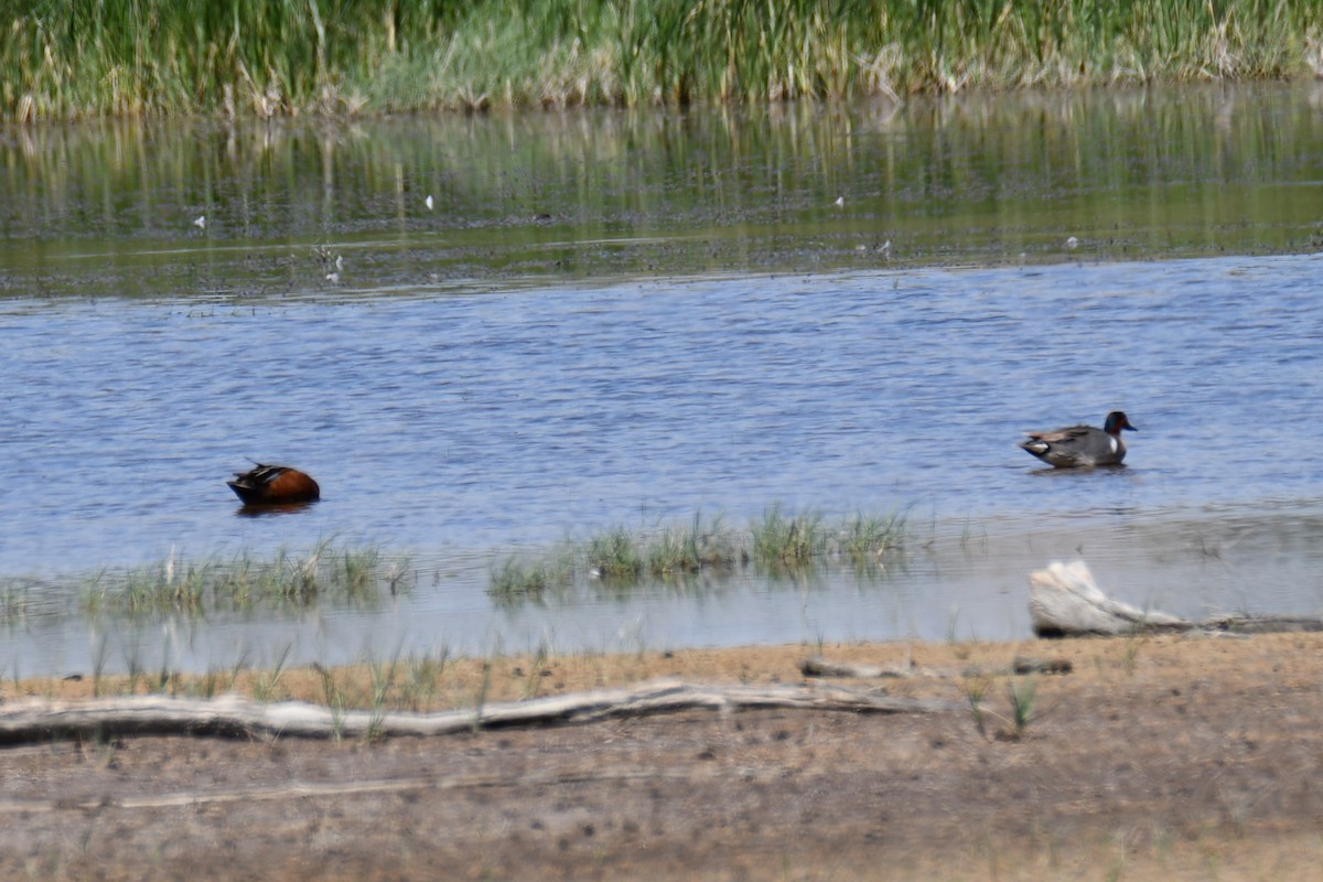 アカシマアジ - ML638956251