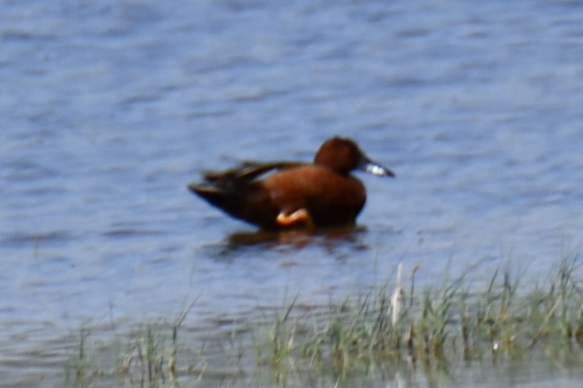 アカシマアジ - ML638956253