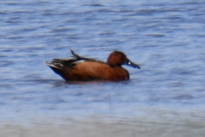 アカシマアジ - ML638956256