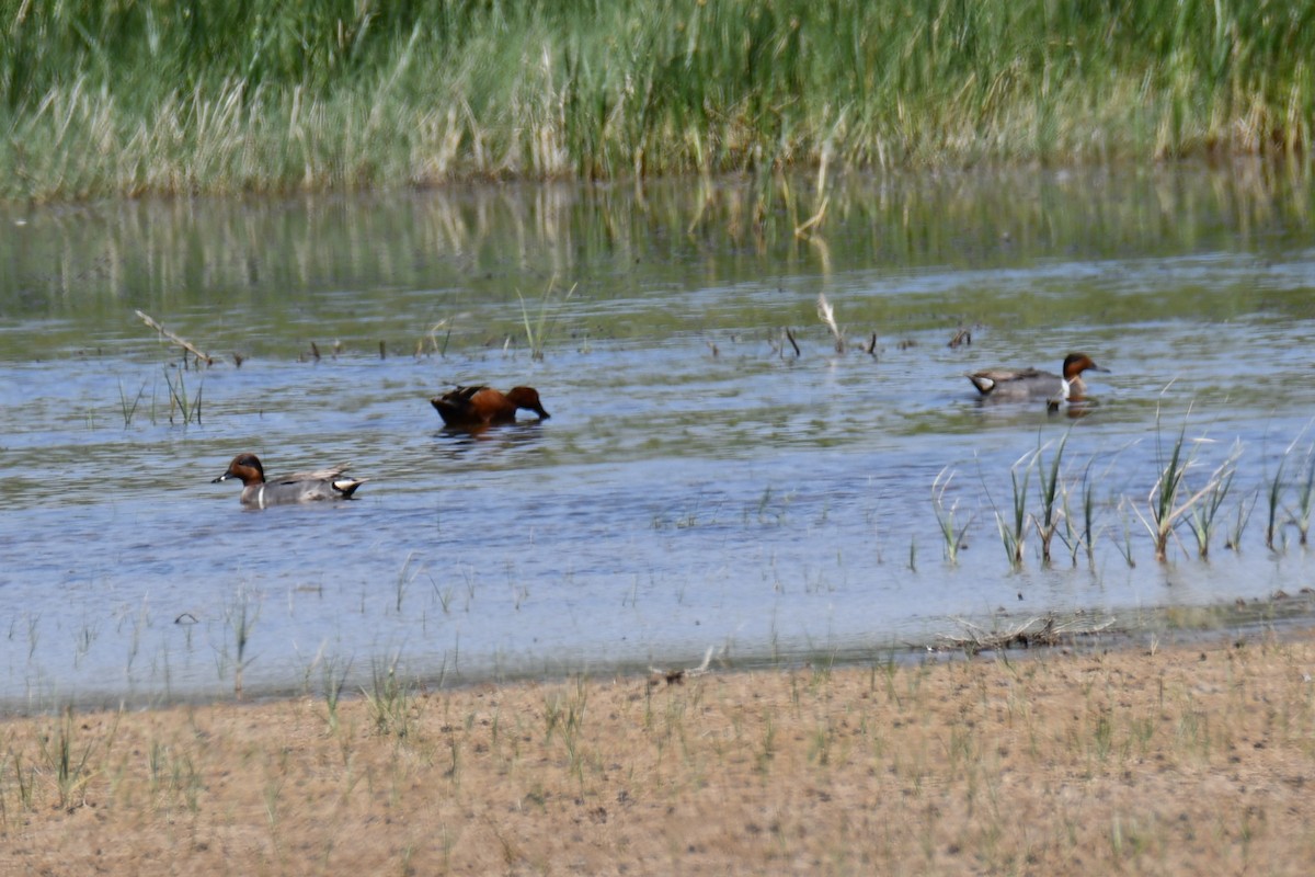 アカシマアジ - ML638956258