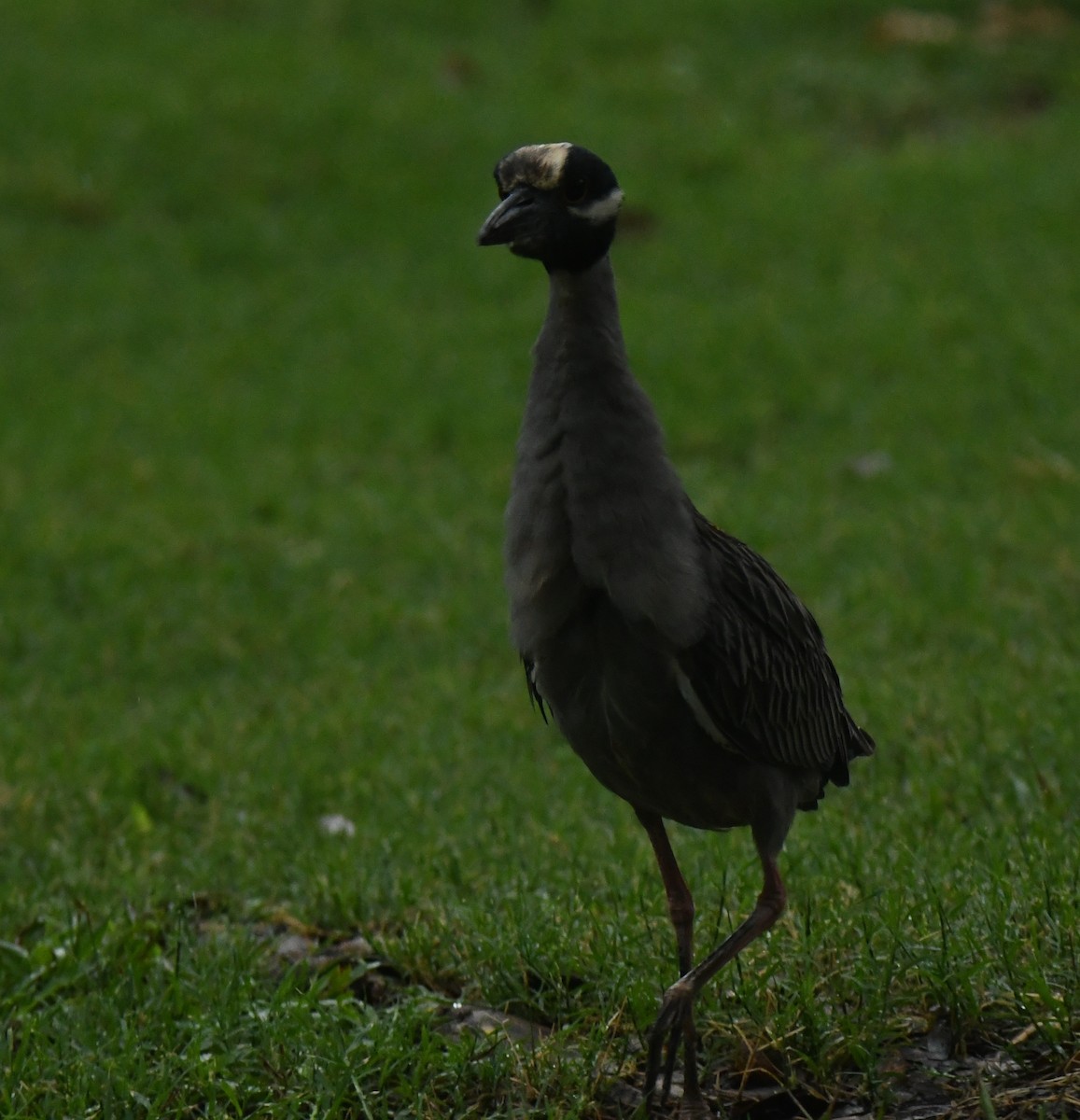 Yellow-crowned Night Heron - ML638956277