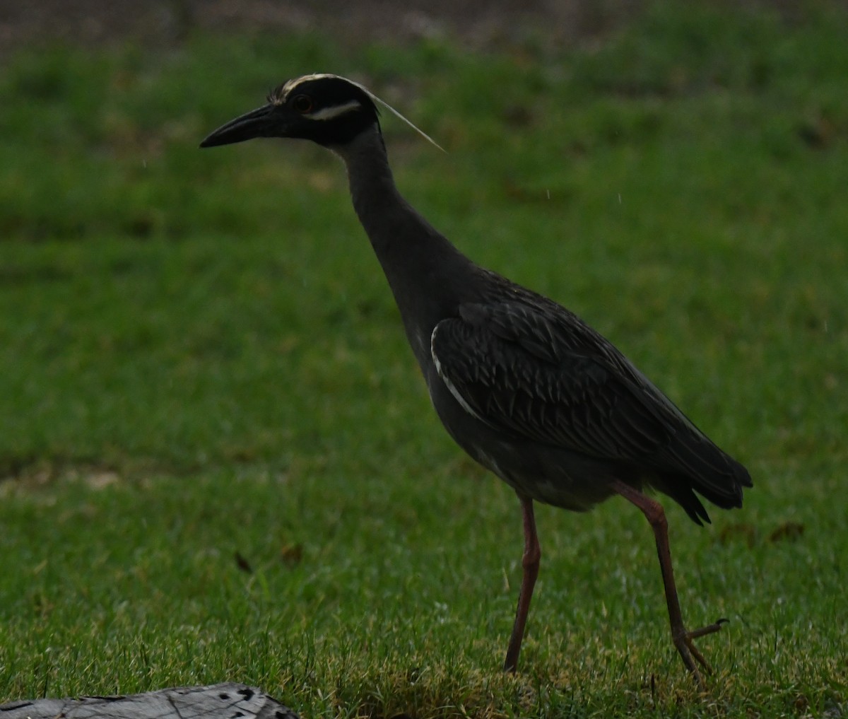 Yellow-crowned Night Heron - ML638956278