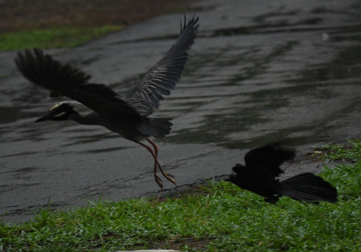 Yellow-crowned Night Heron - ML638956280