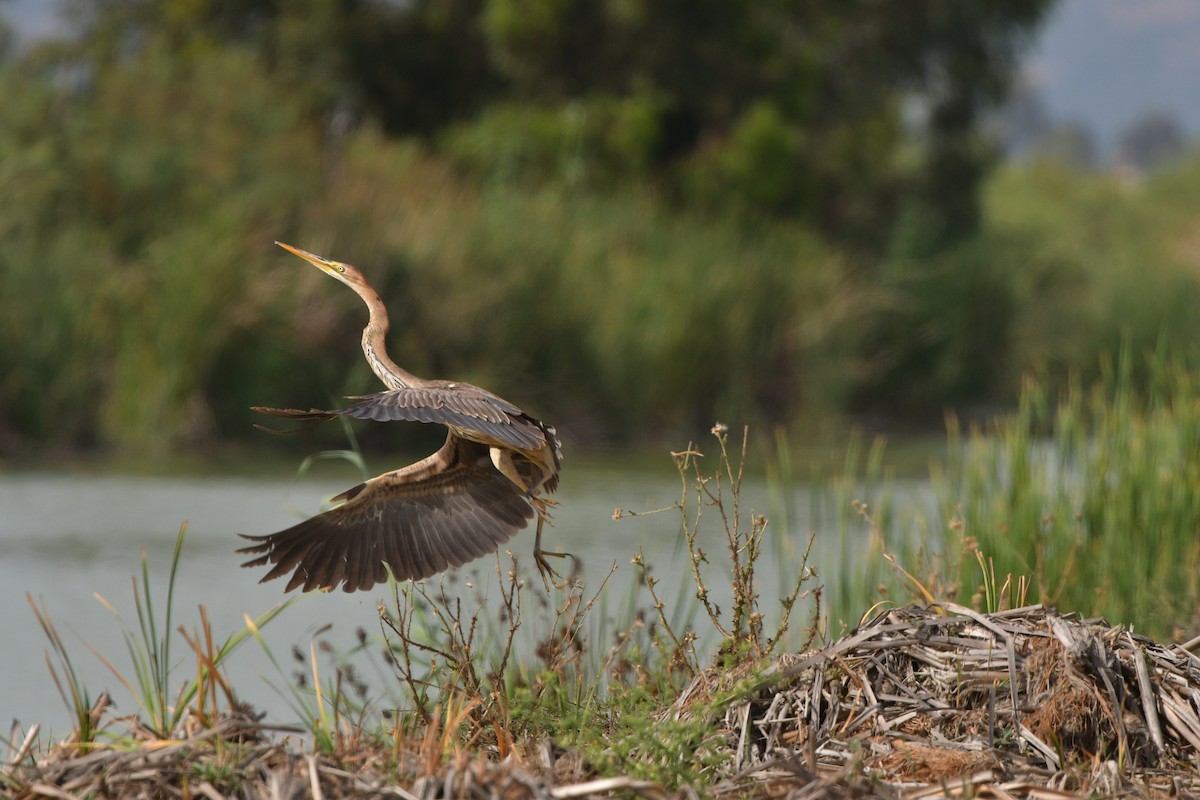 Purple Heron - ML638956289