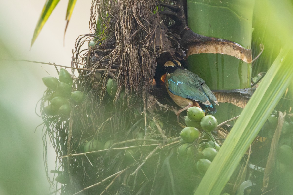 Indian Pitta - ML638956294