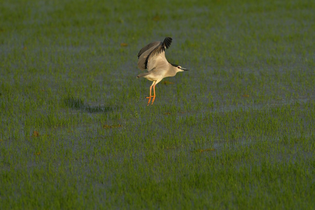Black-crowned Night Heron - ML638956295