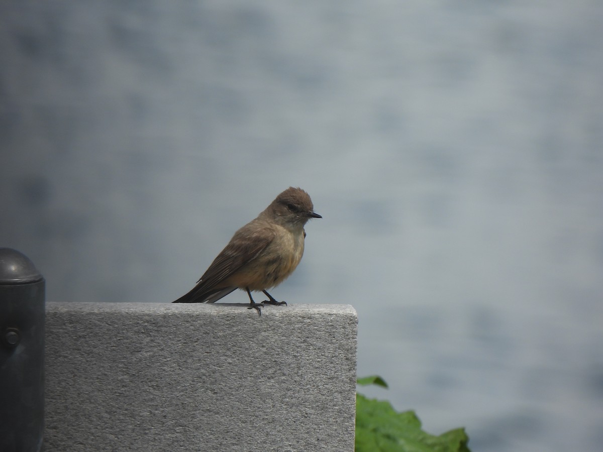 Say's Phoebe - ML638956299