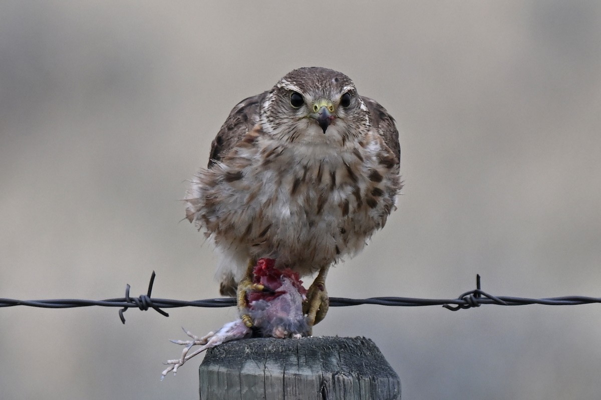Merlin - ML638956302