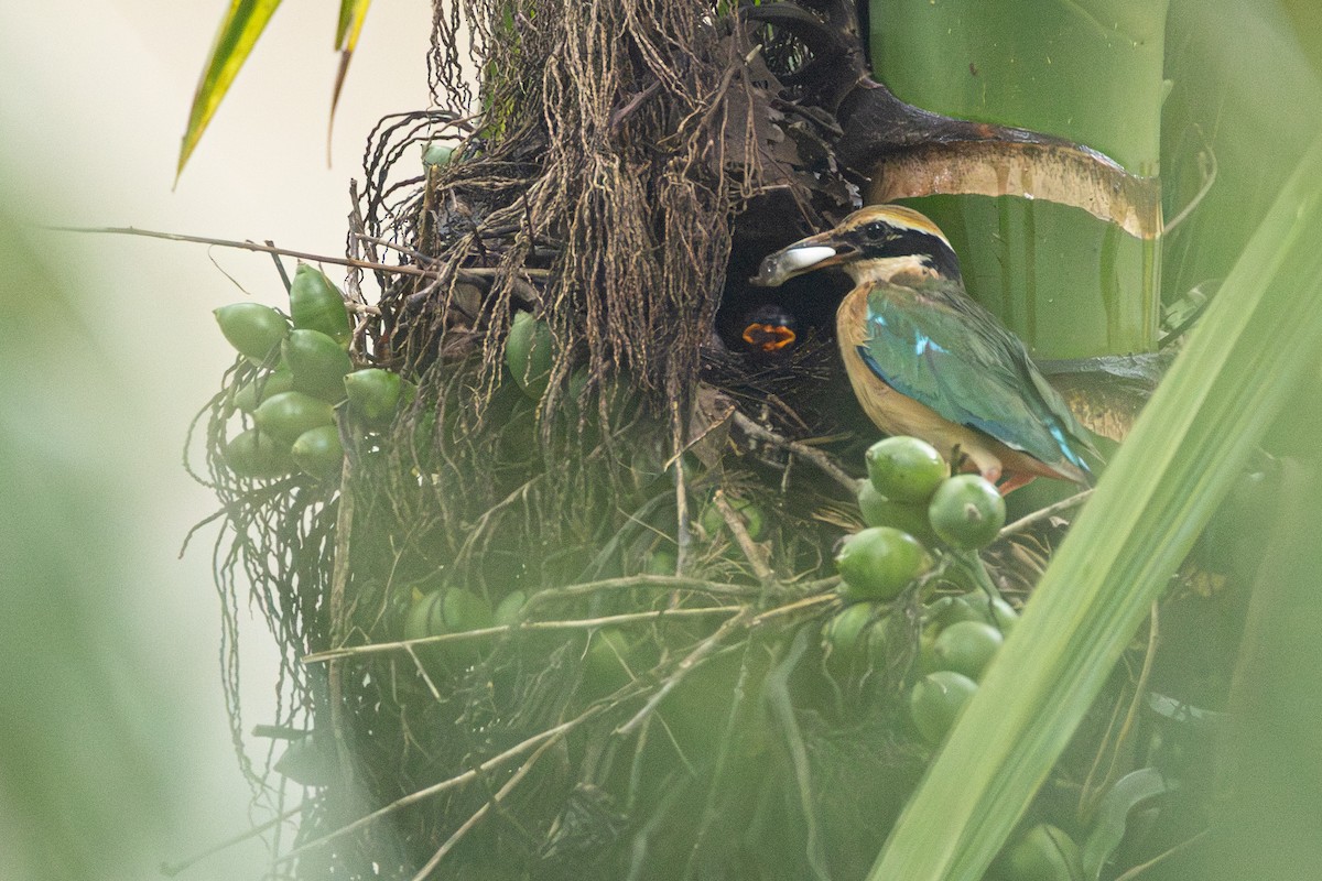 Indian Pitta - ML638956303
