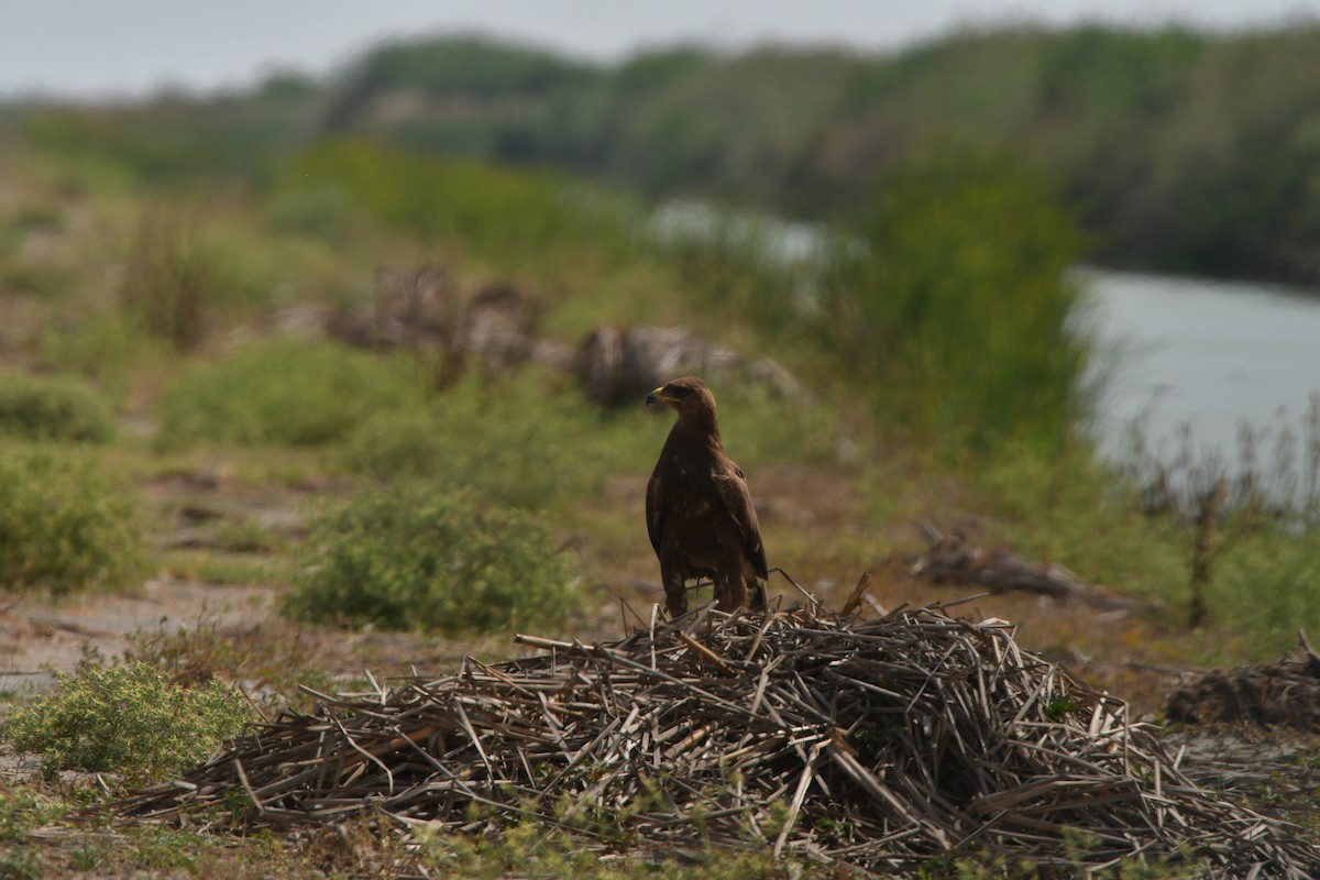 Lesser Spotted Eagle - ML638956308