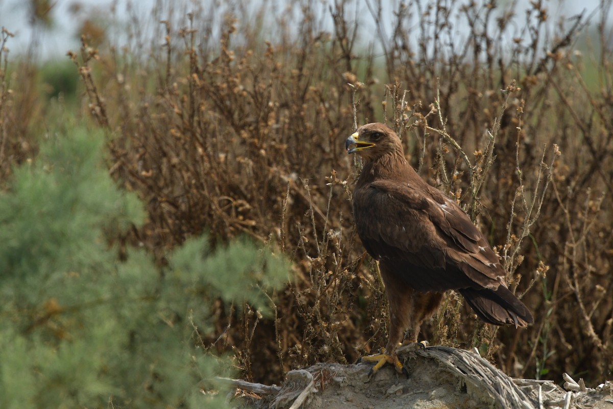 Lesser Spotted Eagle - ML638956309