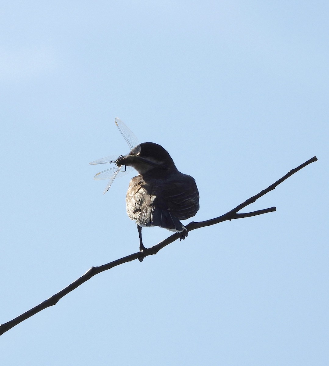 Eastern Kingbird - ML638956310