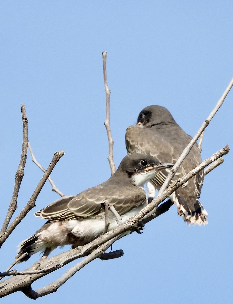 Eastern Kingbird - ML638956311