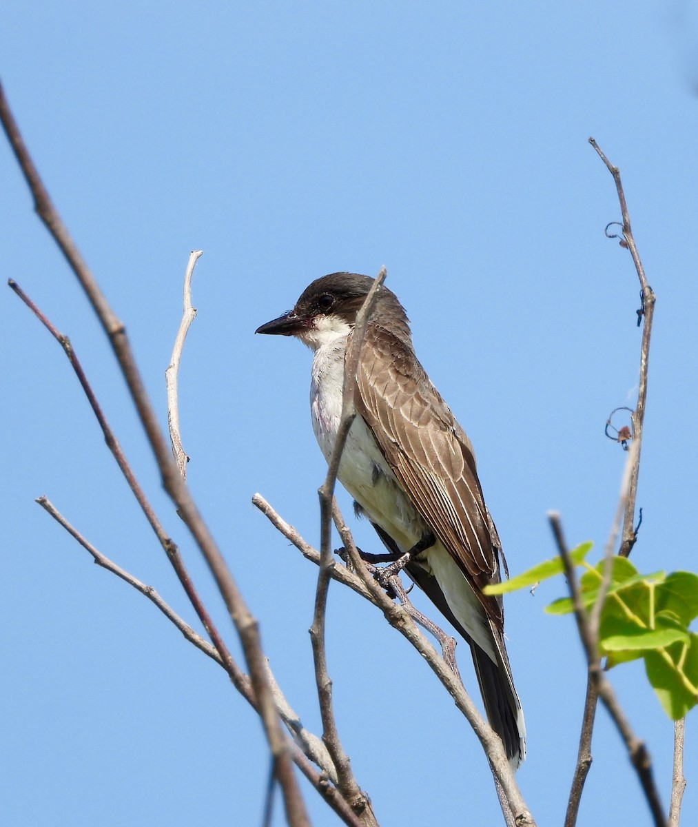 Eastern Kingbird - ML638956312