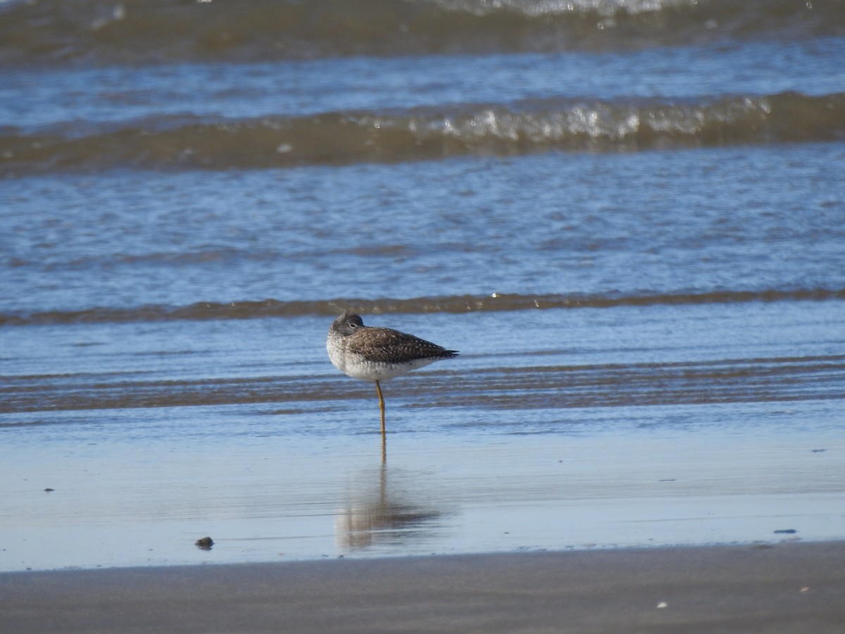 Greater Yellowlegs - ML638956313