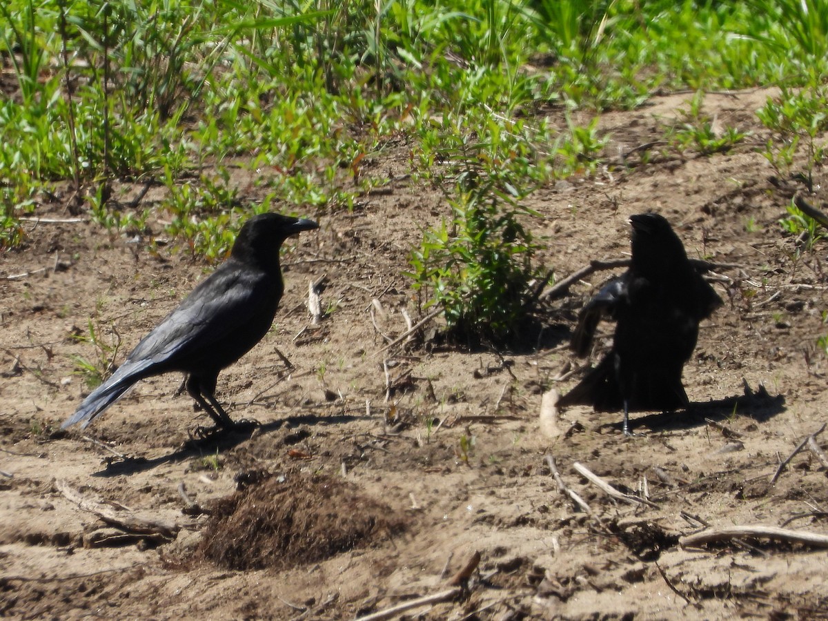Carrion Crow - ML638956315