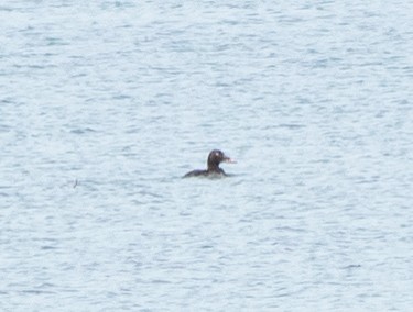 White-winged Scoter - ML638956319