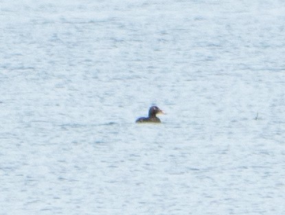 White-winged Scoter - ML638956320