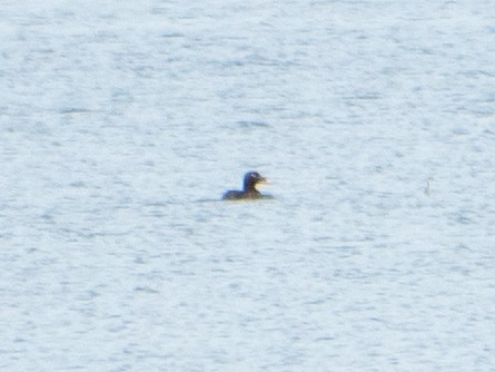 White-winged Scoter - ML638956322