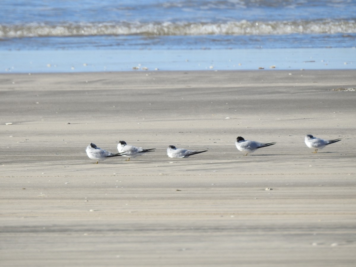 Least Tern - ML638956326