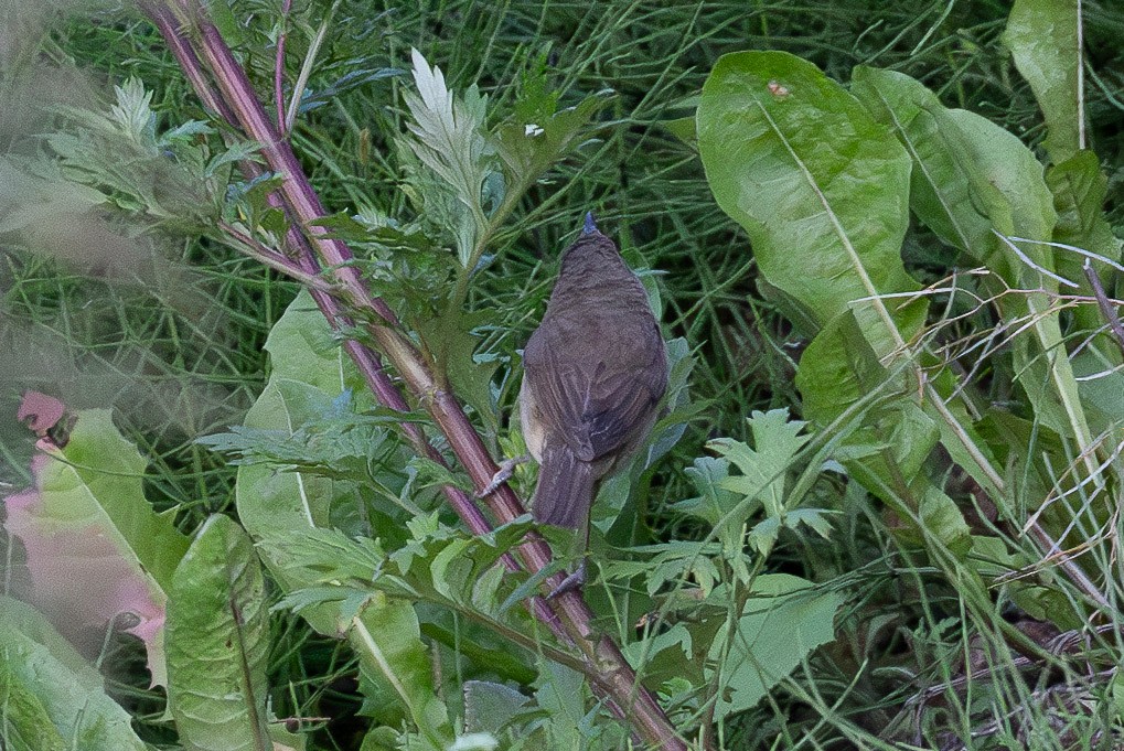 Booted Warbler - ML638956327