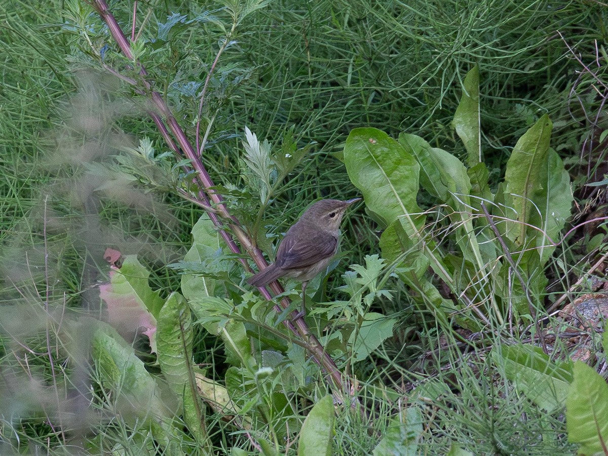Booted Warbler - ML638956328