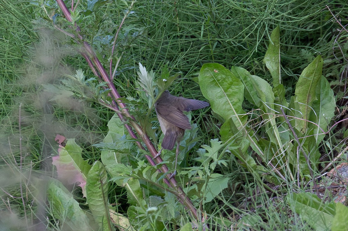 Booted Warbler - ML638956329