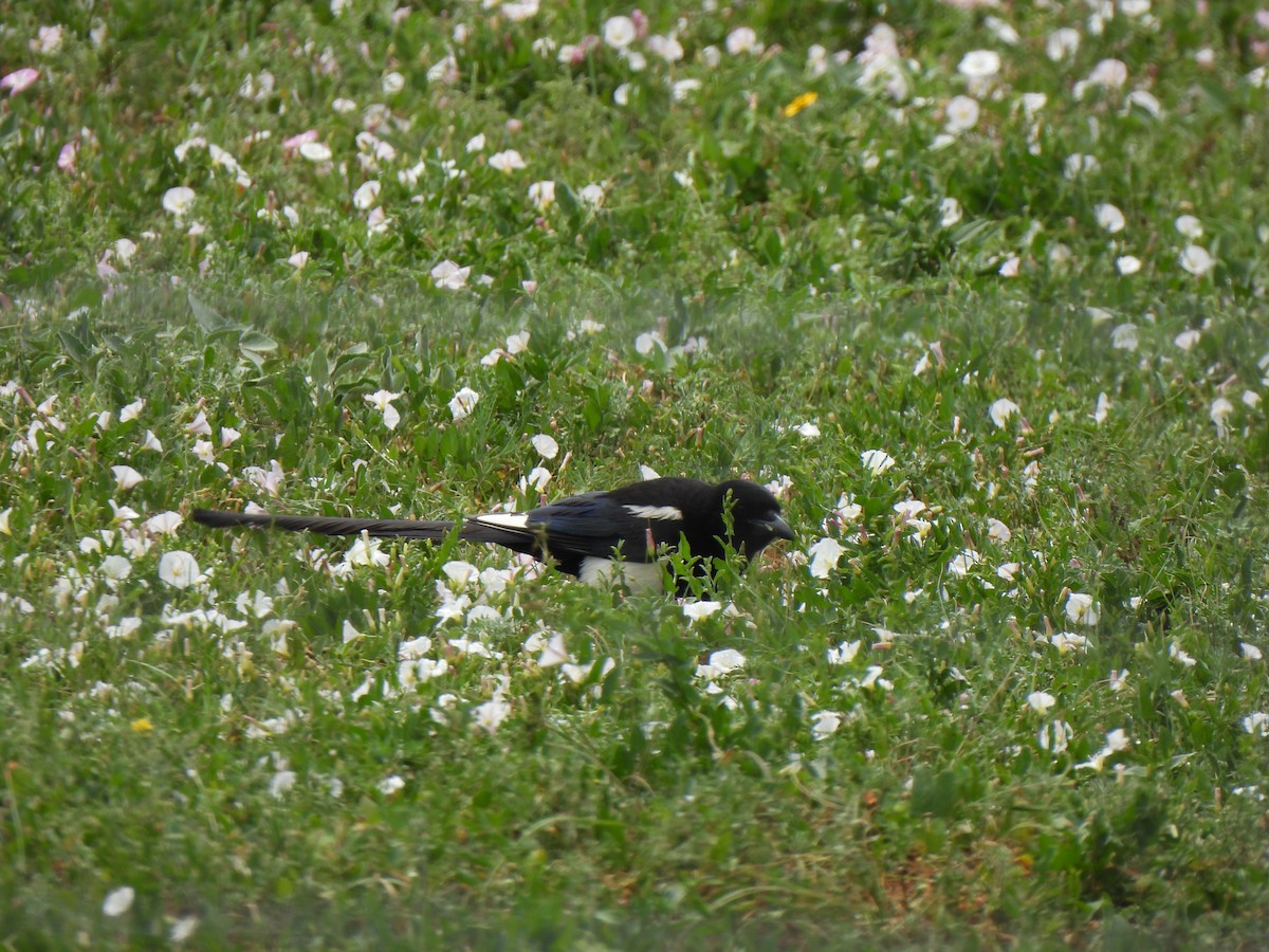 Black-billed Magpie - ML638956332