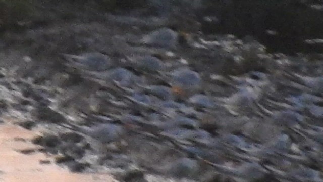 Little Tern - ML638956404