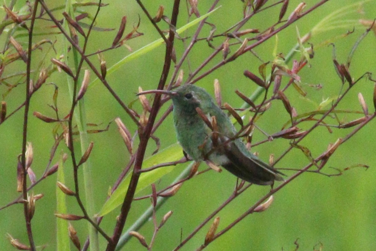 White-tailed Goldenthroat - ML638956437