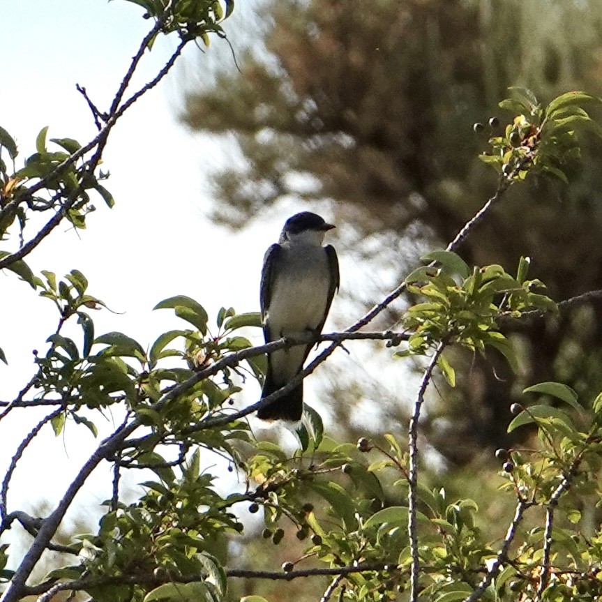 Eastern Kingbird - ML638956496
