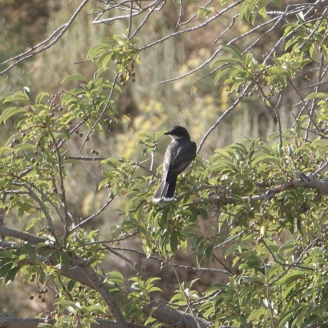 Eastern Kingbird - ML638956497