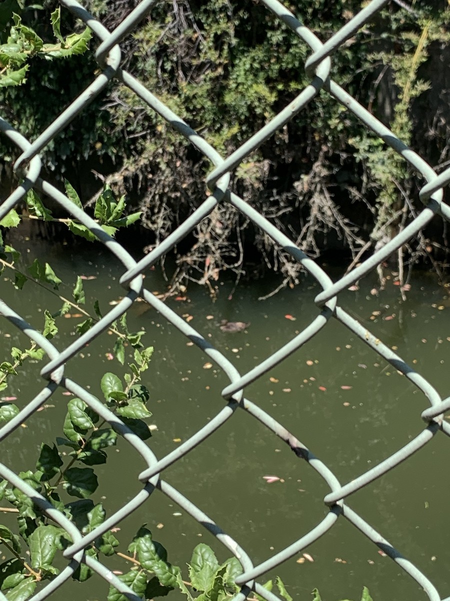 Hooded Merganser - ML638956520