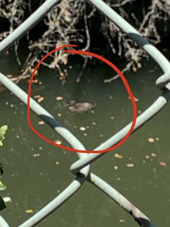 Hooded Merganser - ML638956521